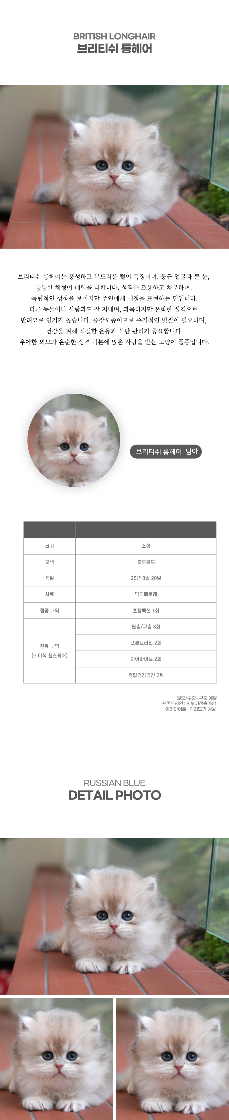 브리티쉬롱헤어_상세이미지_2